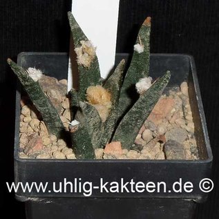 Ariocarpus agavioides      CITES not outside EU  (Seeds)