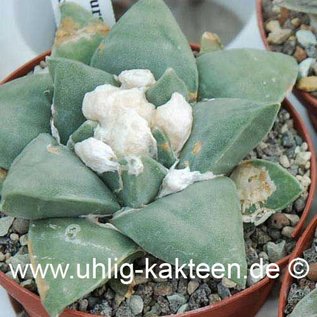 Ariocarpus furfuraceus        (Graines)