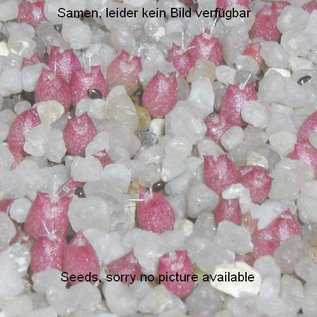 Ariocarpus Mix  # (Graines)