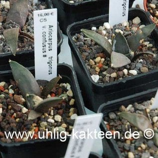 Ariocarpus trigonus v. confusus   (Samen)  (CITES)