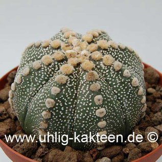 Astrophytum asterias  # (Graines)