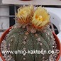 Astrophytum asterias  # (Graines)