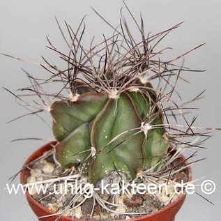 Astrophytum capricorne fa. Saltillo  (Seeds)