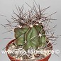 Astrophytum capricorne fa. Saltillo  (Graines)