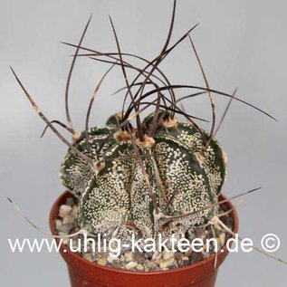 Astrophytum capricorne fa. Saltillo  (Seme)