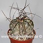 Astrophytum capricorne fa. Saltillo  (Seme)