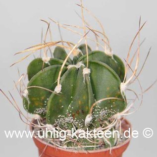 Astrophytum capricorne v. crassispinum  (Samen)