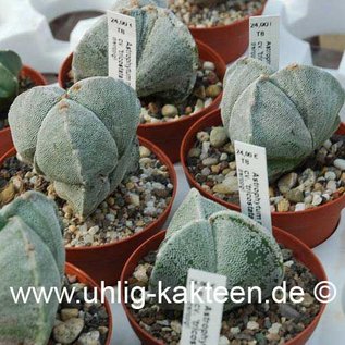 Astrophytum myriostigma tricostata  (Seme)