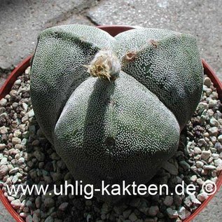 Astrophytum myriostigma tricostata  (Seme)