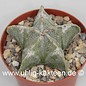 Astrophytum myriostigma v. strongylogonum  (Graines)