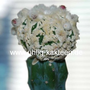 Astrophytum ornatum cv. Fukuryu  (Graines)