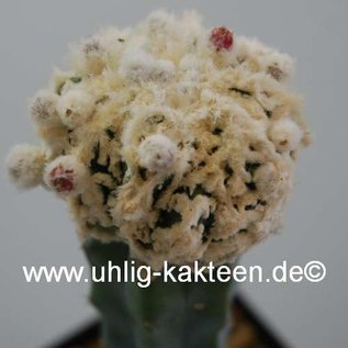 Astrophytum ornatum cv. Fukuryu  (Graines)