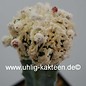 Astrophytum ornatum cv. Fukuryu  (Seeds)