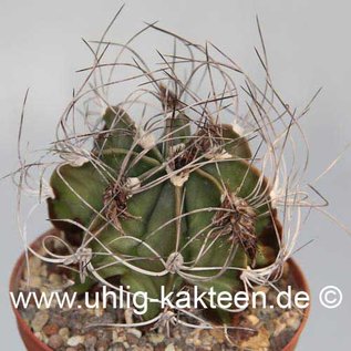 Astrophytum senile        (Samen)