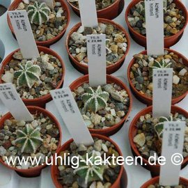 Aztekium hintonii        (Graines)