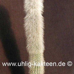 Cleistocactus strausii        (Seme)