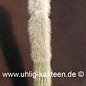 Cleistocactus strausii        (Seeds)