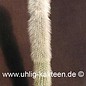 Cleistocactus strausii        (Semillas)