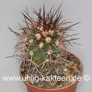 Copiapoa pseudocoquimbana        (Semillas)