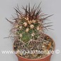 Copiapoa pseudocoquimbana        (Graines)