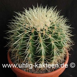 Echinocactus grusonii        (Samen)