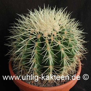 Echinocactus grusonii        (Seme)