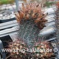 Echinocereus ferreirianus  v.lindsayi    CITES not outside EU  (Seme)