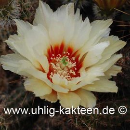 Echinocereus papillosus        (Seme)