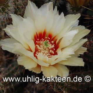 Echinocereus papillosus        (Seme)