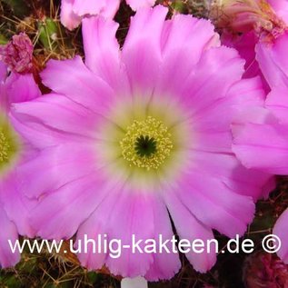 Echinocereus pentalophus v. procumbens HK 1281 (Seme)