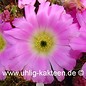 Echinocereus pentalophus v. procumbens HK 1281 (Samen)