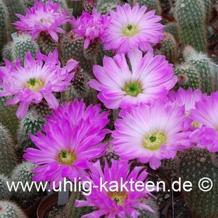 Echinocereus sciurus   (Graines)