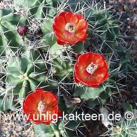 Echinocereus triglochidiatus        (Semillas)