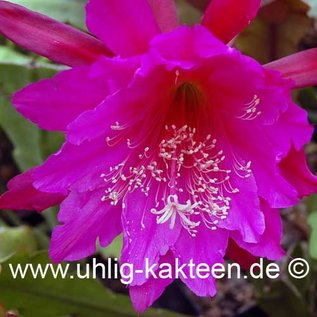 Epiphyllum Hybr.  X Jolly Rogers      (Graines)