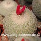 Epithelantha greggii   (Graines)