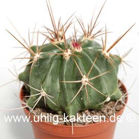 Ferocactus echidne  v. rhodanthus De Herdt     (Semillas)