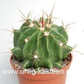 Ferocactus echidne  v. rafaelensis      (Samen)