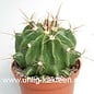 Ferocactus echidne  v. rafaelensis      (Seme)