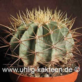 Ferocactus glaucescens        (Seme)