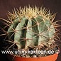 Ferocactus glaucescens        (Seeds)