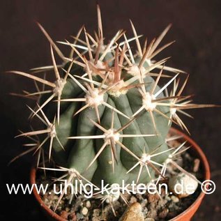 Ferocactus santa-maria   Puerto San Carlos, BC     (Semillas)