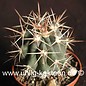 Ferocactus santa-maria   Puerto San Carlos, BC     (Samen)