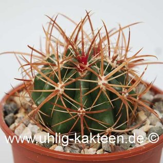 Ferocactus viridescens  v. littoralis De Herdt Katalog 351/1968     (Semillas)