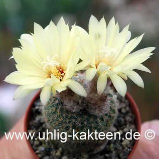 Frailea pygmaea FS 004 v. curvispina      (Graines)