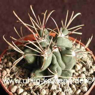 Glandulicactus uncinatus   (Graines)