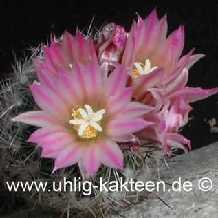 Gymnocactus subterraneus  v. zarragossae    CITES not outside EU  (Semillas)