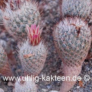 Gymnocactus subterraneus  v. zarragossae    CITES not outside EU  (Samen)