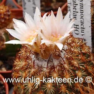 Gymnocactus ysabelae  # (Seeds)