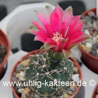 Gymnocalycium baldianum  P 127 (Seeds)