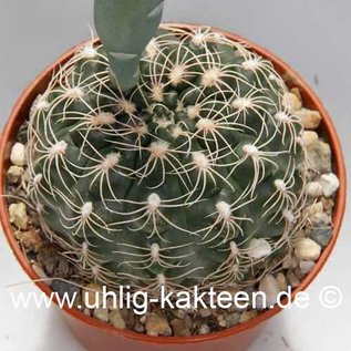 Gymnocalycium calochlorum v. proliferum A 001 (Seme)